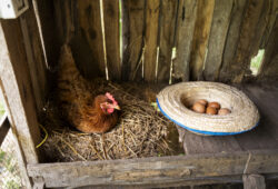 Oeufs contaminés