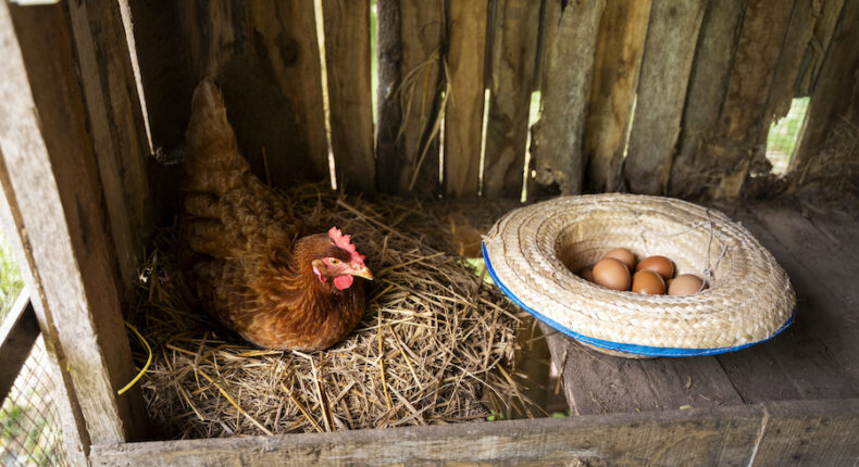 Pourquoi les oeufs d'Ile-de-France sont-ils contaminés ? © Freepik