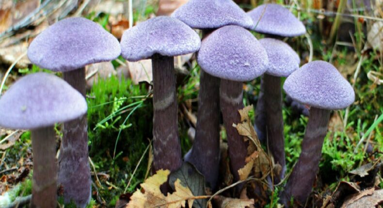 quatre-champignons-a-ramasser-en-hiver Pieds bleus © Pxhere