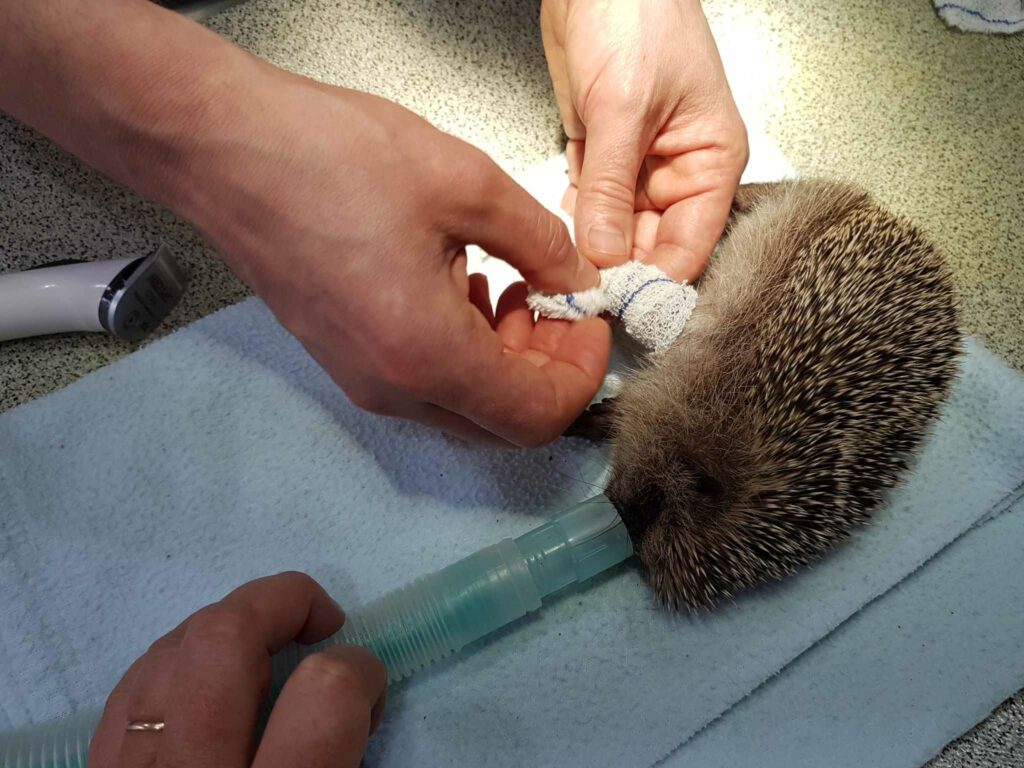 Mirabelle se fait poser un pansement sur sa patte fracturée. Crédit : Les P'tits Kipik