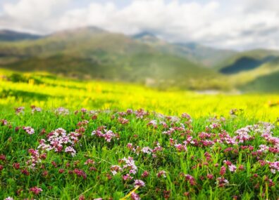 Herbes tendres