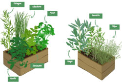Herbes aromatiques