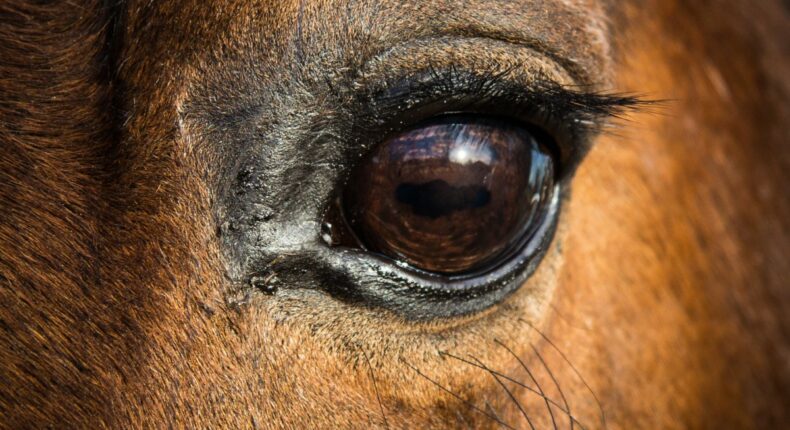 L'oeil d'un cheval. Crédit : Pickpik
