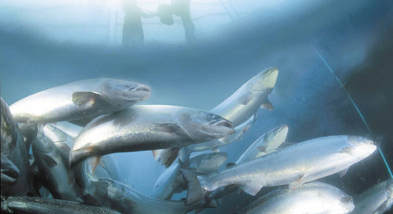 L’élevage de saumon, une industrie qui pollue et vide les mers. Crédit : Observatoire des aliments