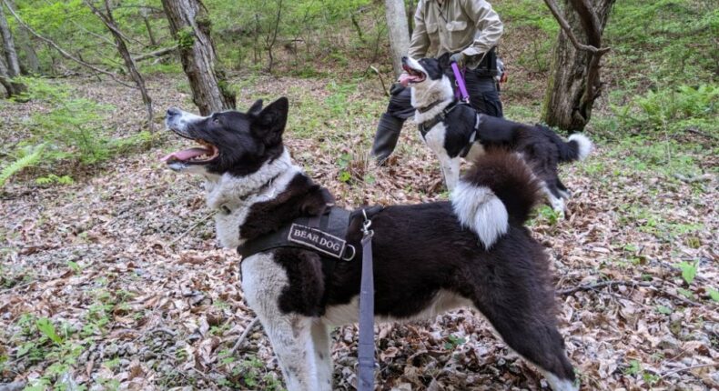 Des chiens dressés pour faire fuir les ours. Crédit :Picchio