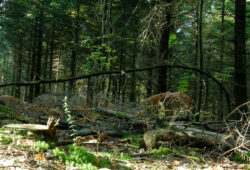 Ecouter la forêt