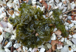 Nostoc ? 