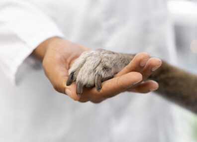 Peut-on se passer de l’expérimentation animale ?