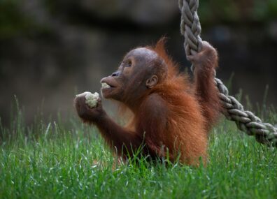 Pourquoi les orangs-outans n’aiment pas le dentifrice