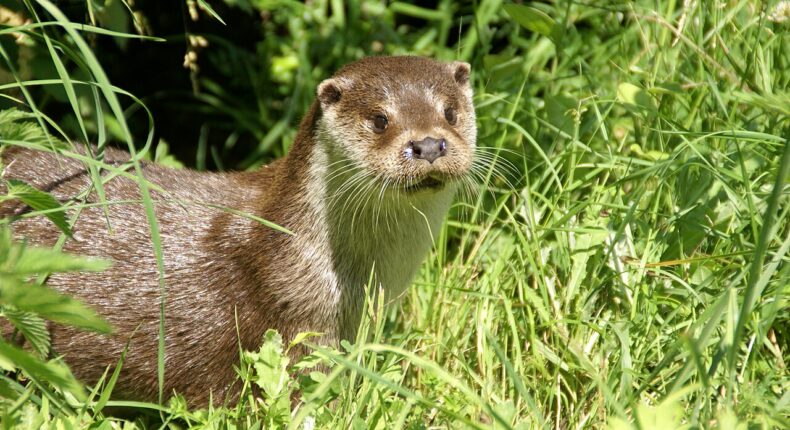 Loutre d'Europe. Crédit : Fabrice CAPBER