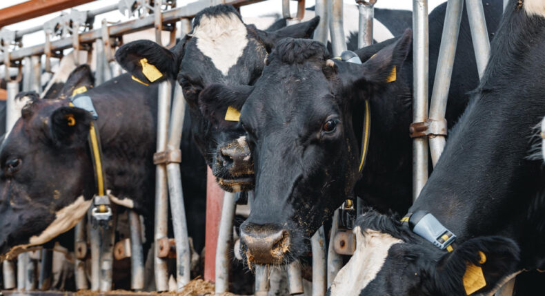 L'alimentation des animaux d'élevage intensif va a l'encontre de la souveraineté alimentaire car elle dépend très fortement des importations, de soja notamment. Crédits fabrikasimf