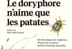 Doryphore