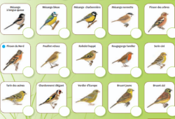 Comptez les oiseaux ! 