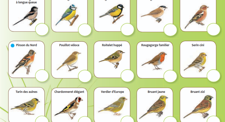 Voici un extrait de la fiche d'identification qui permet de savoir quel oiseau se pose sur votre balcon. Crédit : LPO