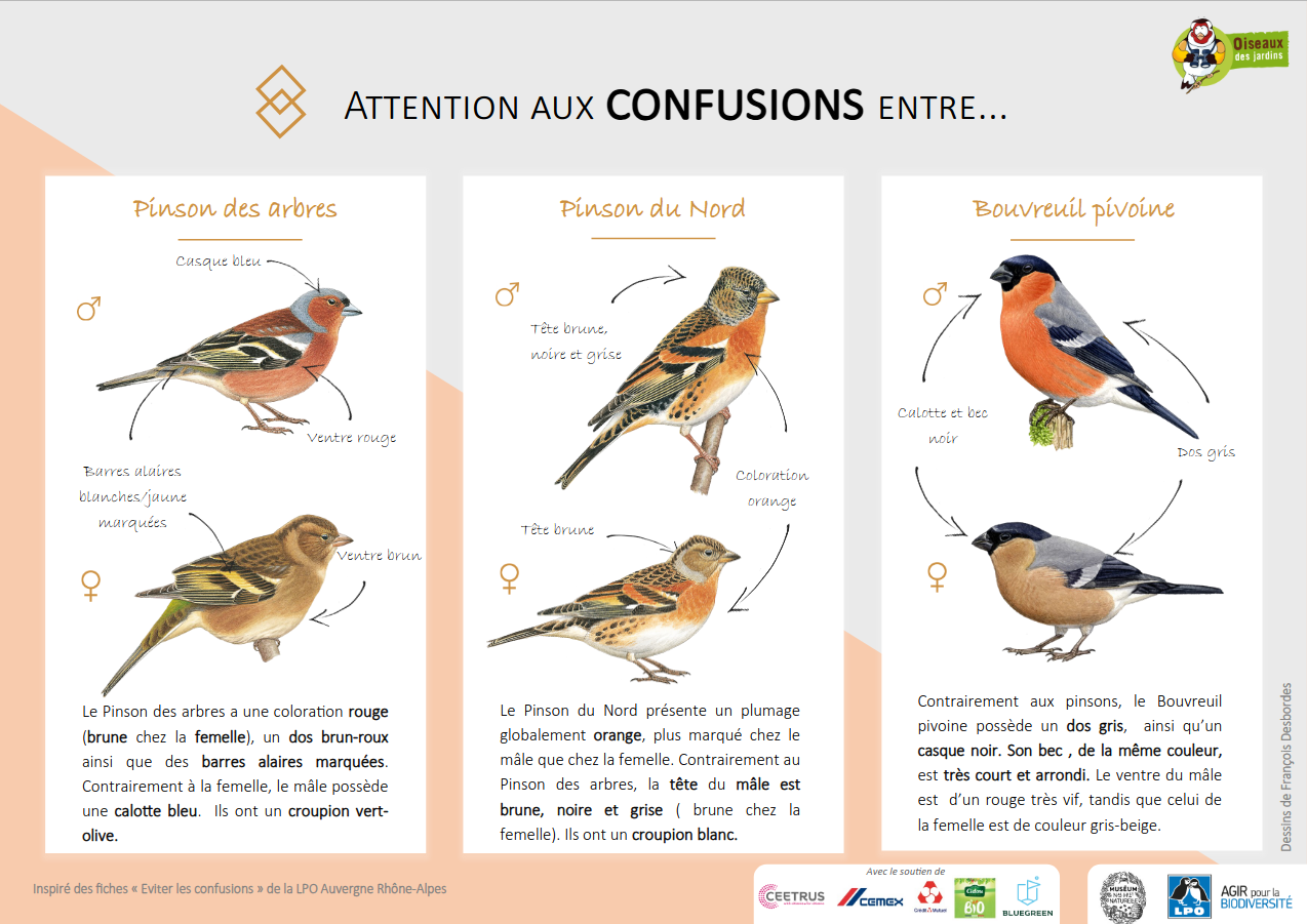Certains oiseaux se ressemblent beaucoup.