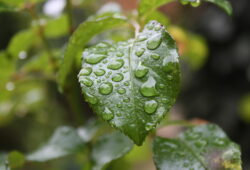 Odeur de pluie