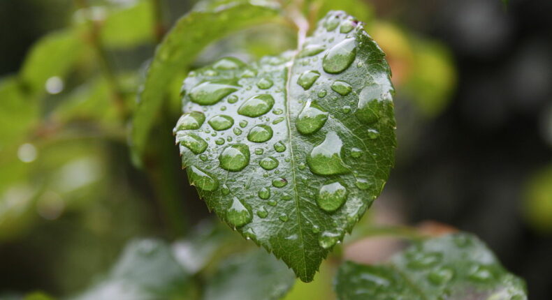 De la pluie. Crédit : Lionel Allorge